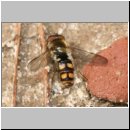 Meligramma euchroma - Schwebfliege m03.jpg